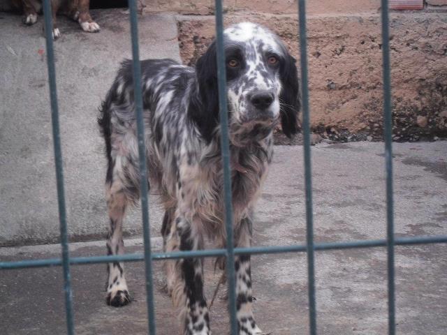 Mañana lo matan ....