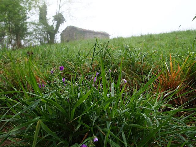 buscando el monfrechu...