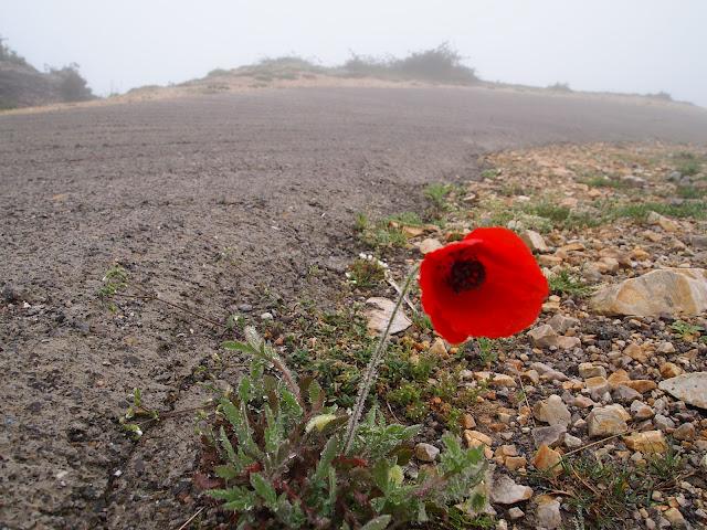 buscando el monfrechu...