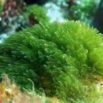 Alganori plantas medicinales