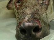 Novedades Angel (perro dueña intentó quemar