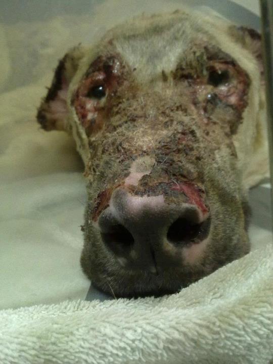 Novedades de Angel (perro que su dueña intentó quemar )