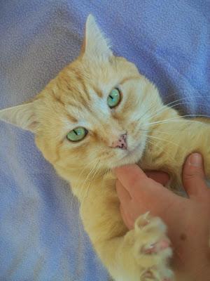 Neon, un angelote de hermosos ojos verdes (Murcia)‏