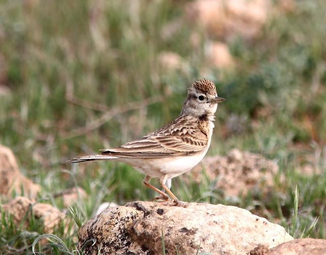 POR PITILLAS,ESTEPARIAS DE NAVARRA