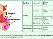 ¿Qué implican niveles paratiroides sangre?