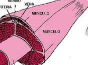 fascia?