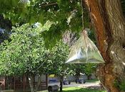 Remedio casero para ahuyentar moscas