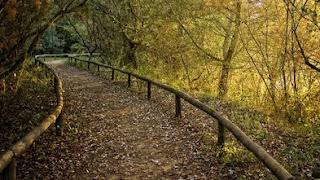 Los bosques españoles compensan el 15% de nuestras emisiones de CO2