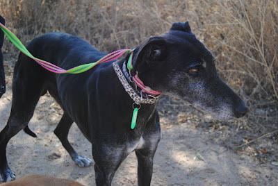 Me podeis ayudar con este galgo?: THOR, encontrado con un bote de detergente atado a sus testículos.