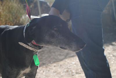 Me podeis ayudar con este galgo?: THOR, encontrado con un bote de detergente atado a sus testículos.