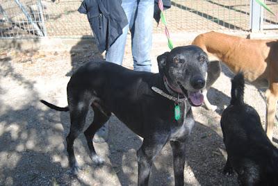 Me podeis ayudar con este galgo?: THOR, encontrado con un bote de detergente atado a sus testículos.