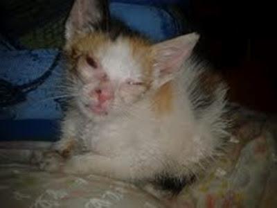 GATITA RECOGIDA DE LA CARRETERA EN MUY MAL ESTADO. MUY URGENTE!! (MURCIA)