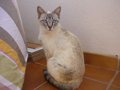 Gatita que echan de casa a pedradas para parir en la calle! Urgente adopción‏ mami y bebés‏.