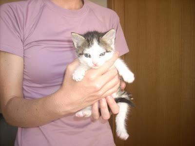 TURKESA - gatita europea de mes y medio - Madrid - Urgente!!