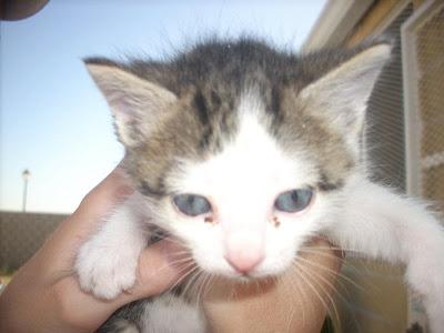 TURKESA - gatita europea de mes y medio - Madrid - Urgente!!