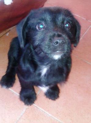 ¿y ahora que hago con el? CHOCOLATE¡¡¡ dulce cachorrito de 2,5 meses, busca una familia buena‏. (MURCIA)