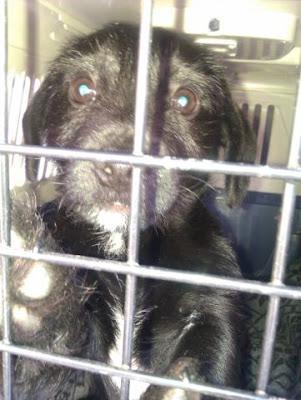 ¿y ahora que hago con el? CHOCOLATE¡¡¡ dulce cachorrito de 2,5 meses, busca una familia buena‏. (MURCIA)