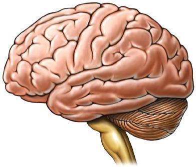 Científicos mexicanos logran nuevas teorías de Alzheimer en banco de cerebros
