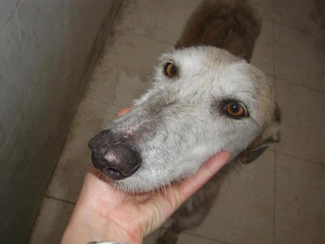 A Pelua la matan el 17 de Mayo