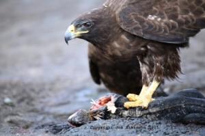 Los Gavilanes, los cuervos y el zorro. Una dura lección de poder