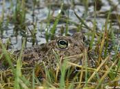 sapo corredor Cantábrico