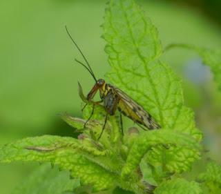 Mosca escorpión