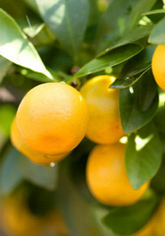 Movimiento Slow Movimiento Slow