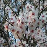 planta Almendro
