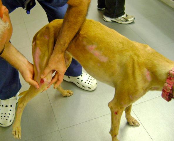 Irina, la galguita arrastrada se recupera :-)