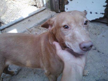 Una mirada que se te clava en el corazón ... ( está en perrera)