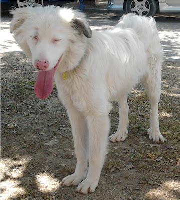 AYUDA URGENTE PARA BANDY O SERÁ SACRIFICADO!!!