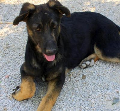 Este cachorrón es JACK... encontrado en medio de la carre...