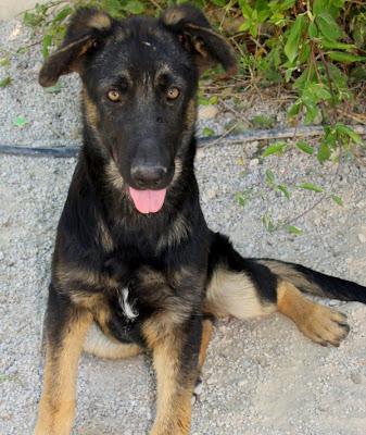 Este cachorrón es JACK... encontrado en medio de la carre...
