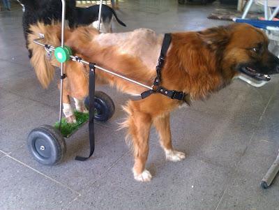 NOTICIAS DE MIKO, ATROPELLADO Y PARALITICO.(Murcia)‏