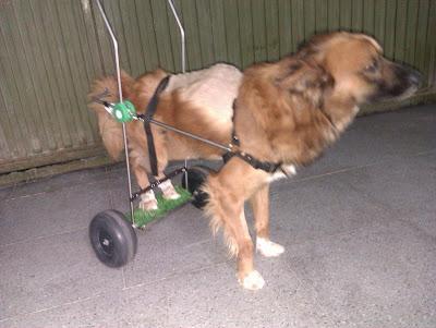 NOTICIAS DE MIKO, ATROPELLADO Y PARALITICO.(Murcia)‏