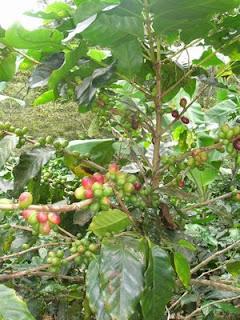 No mas coyotaje en el abasto diario, CCI ¡