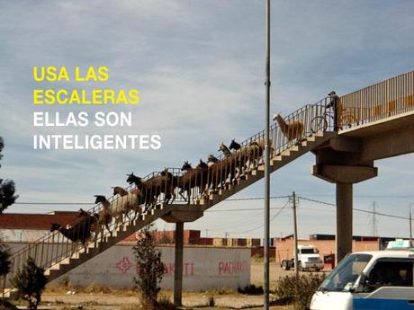 LLAMAS LLAMAS EN UNA ESCALERA