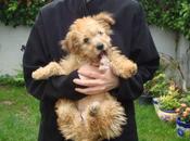 maneras cómo reventarle tripas cachorro