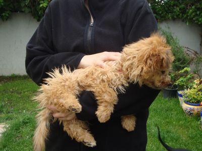 Las 3 maneras de cómo reventarle las tripas a tu cachorro DianaSujecionOk-400