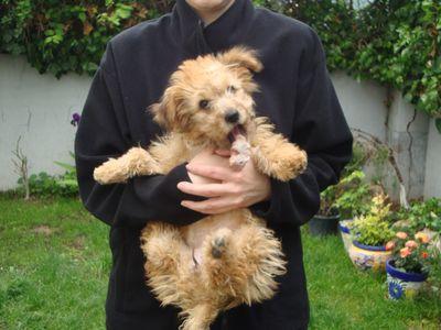 Las 3 maneras de cómo reventarle las tripas a tu cachorro DianaSujecionBad2-400