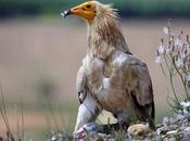 muerte Alimoche obliga rescatar huevos nido.