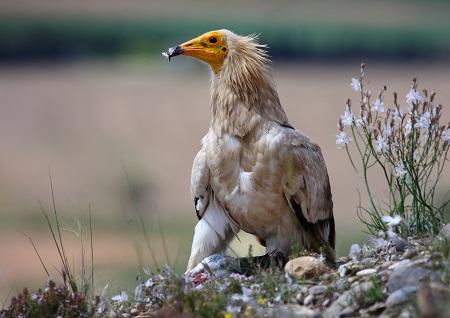 La muerte de un Alimoche obliga a rescatar los huevos de su nido.
