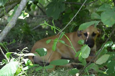 NECESITAN AYUDA, ESTÁN EN LA CALLE. (SEVILLA)