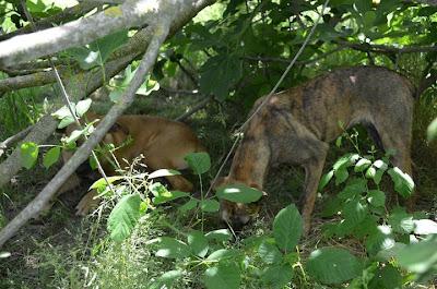NECESITAN AYUDA, ESTÁN EN LA CALLE. (SEVILLA)