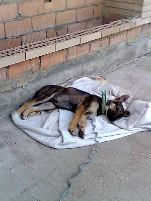 MUY URGENTE. NECESITA CASA DE ACOGIDA PARA CACHORRO DE 3 MESES DESDE ESTA MISMA NOCHE. (SEVILLA Y ALJARAFE).