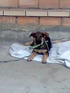 MUY URGENTE. NECESITA CASA DE ACOGIDA PARA CACHORRO DE 3 MESES DESDE ESTA MISMA NOCHE. (SEVILLA Y ALJARAFE).