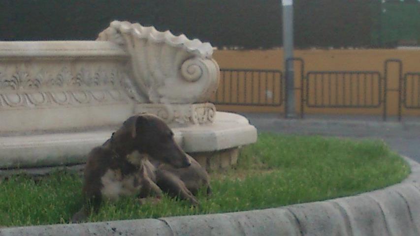 Otro galgo más abandonado en las calles de Écija con una gran herida en el cuello