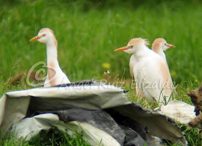 Cigüeñuela y Bueyeras...