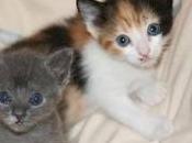 Había piel pelo sobre asfaltopegado alquitrán.Tro...