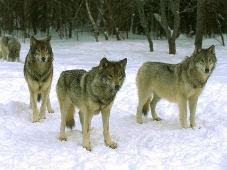 Ese cachorro en casa es un lobo lobos-en-nieves